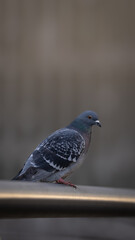 pigeon on a fence