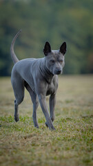 american staffordshire terrier © Pawe