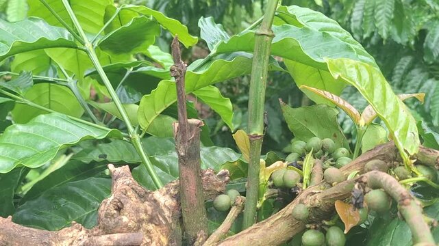 A failed coffee plant propagation attempt where the young grafted stem has turned black and withered. A visual example of the risks and technical challenges in coffee farming.