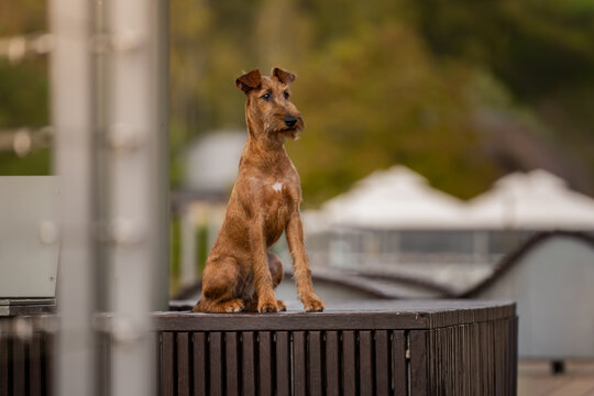 jack russell terrier