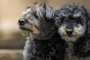portrait of a small dog © Pawe