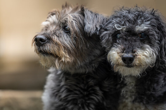 portrait of a small dog