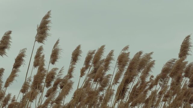 A peaceful, slow-motion shot of common reeds (Phragmites australis) blowing gently in the wind against a soft, blurred background.