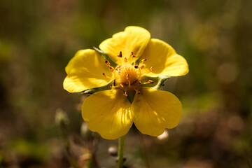 Fototapeta premium yellow flowers