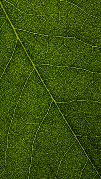 green leaf texture