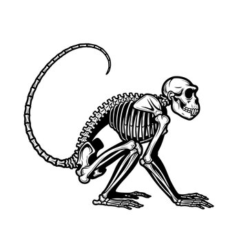 "Monkey Skeleton &ndash; Black and White, Animal Anatomy, Wild, Minimalist, Primate Bone Vector Illustration"


