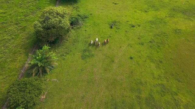 Aerial top down view of a cowboy leading a herd of horses across a lush green pasture in colombia