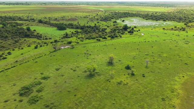 Aerial view of the immense green plains and wildlife of the llanos orientales region in colombia