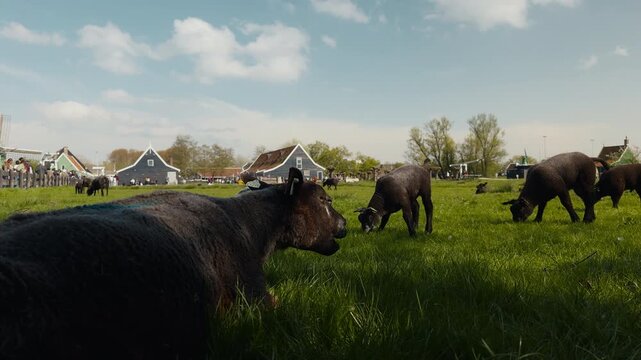 Black sheep and lambs graze in a green pasture with traditional Dutch houses in the background at the historic village of Zaanse Schans on a sunny day