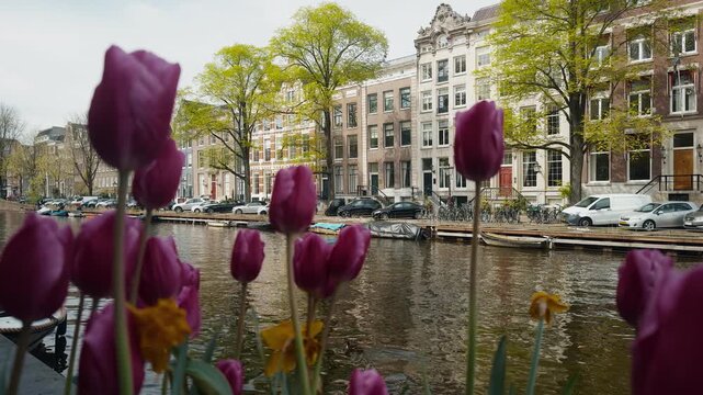 A slow movement past purple tulips on the banks of the Singel canal, with classic Amsterdam houses visible in the background on a sunny day part 2