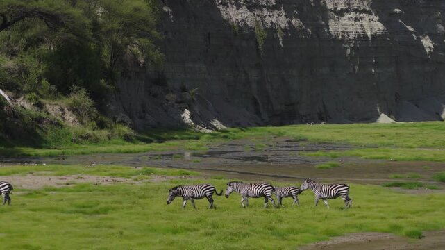 Drone shot of Tarangire National Park slowly panning over the landscape during green season with zeebras crossing the river