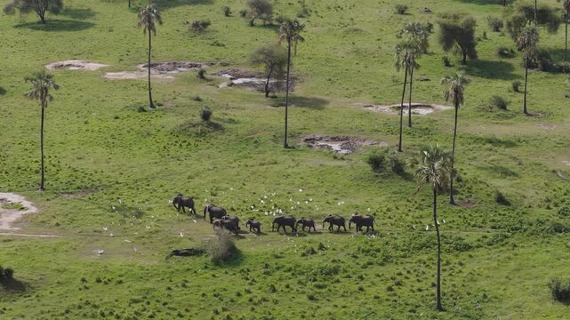 Dron shot of A heard of elephants walking along the landscape of Tarangire National Park with birds fling around them