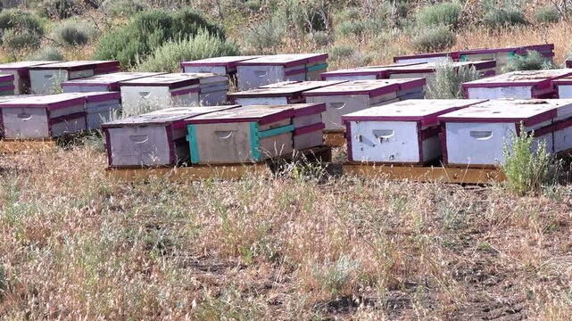 Rows of Commercial Beehives Arid California Foothills Apiary Pan Shot