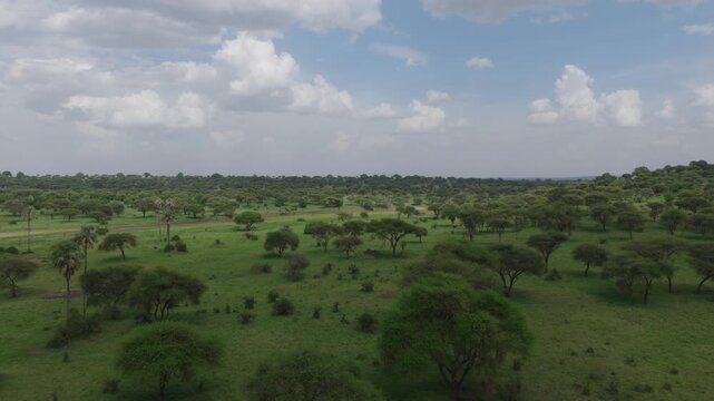 Drone shot of Tarangire National Park slowly panning over the landscape during green season