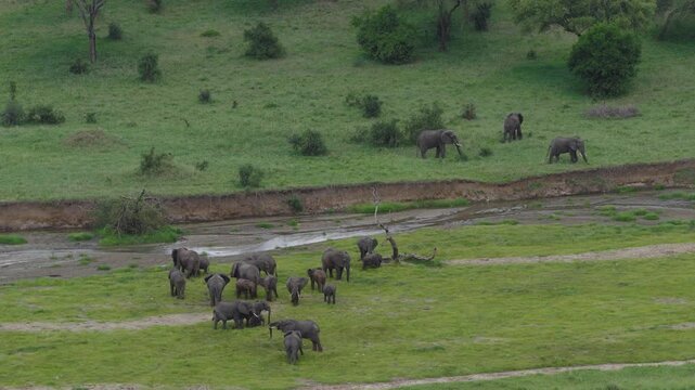 Drone shot during green season with elephants walking in the river in Tarangire National Park