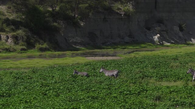 Zeebras crossing the Tarangire River in Tanzania during the green season
