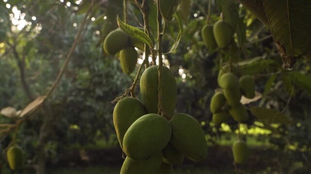 Close-up footage of a cluster of unripe green mangoes hanging from a tree branch in a lush orchard. Surrounded by vibrant leaves and bathed in warm natural light, the scene captures the early stage.