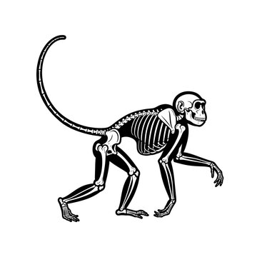 "Monkey Skeleton &ndash; Black and White, Animal Anatomy, Wild, Minimalist, Primate Bone Vector Illustration"

