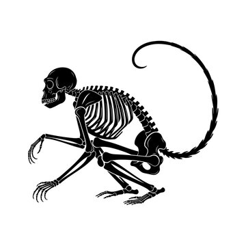 "Monkey Skeleton &ndash; Animal Anatomy, Wild, Nature, Minimalist, Black and White, Wildlife Bone Vector"

