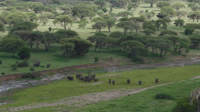 Drone shot during green season with elephants walking in the river in Tarangire National Park