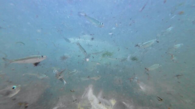 Dynamic underwater scene with bonefish, tarpon, and sardines feeding in shallow tropical waters. Sunlight filters through the surface, illuminating suspended particles. Natural feeding behavior