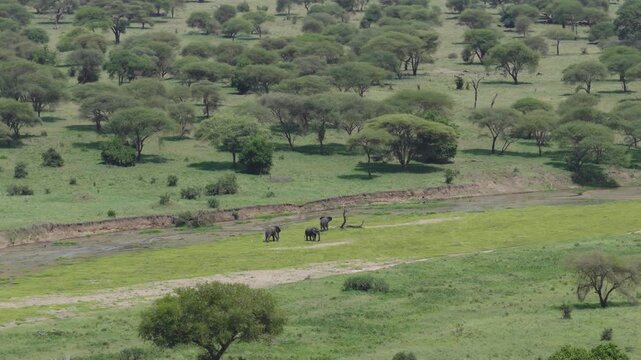 Drone shot of Tarangire National Park slowly panning over the landscape during green season with elephants in the river