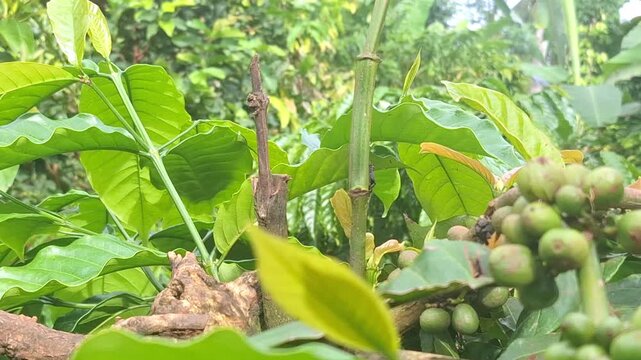 A failed coffee plant propagation attempt where the young grafted stem has turned black and withered. A visual example of the risks and technical challenges in coffee farming.