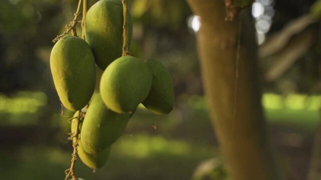 Close-up footage of a cluster of unripe green mangoes hanging from a tree branch, surrounded by lush leaves with sunlight softly filtering through the foliage. The blurred background highlights.