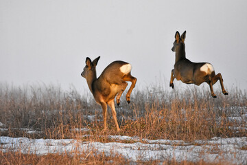 Roe deer running through the fields in spring © Grzegorz Lenkiewicz