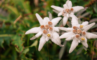 Edelweiss in the high mountains as beautiful as snowflakes