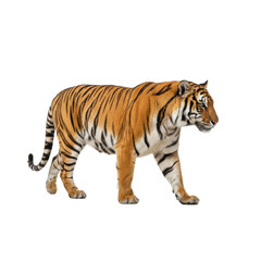 Fototapeta premium A majestic bengal tiger, striking orange and black stripes, defined musculature, walking mid-stride in a clean side view against a shadowless high-key white studio, isolation and elegant power concept