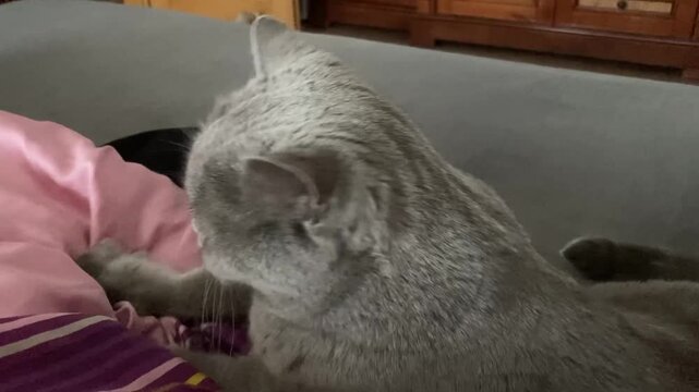 Gray British Shorthair Cat Kneading Soft Pink Blanket on Couch at Home