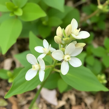 Menyanthes trifoliata or buckbean