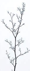 Obraz premium Delicate Snow-Covered Branch Against a White Winter Background