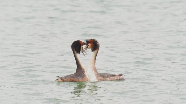 Intense Great Crested Grebes head shaking on calm lake