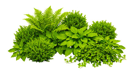 Vibrant green foliage arrangement with ferns, hostas, and shrubs on black background for nature, gardening, and interior design concepts © MDEMTIAZ