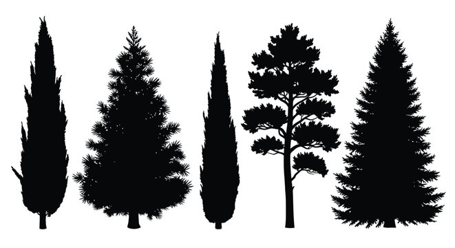 Variety of coniferous trees depicted in a dark striking silhouette