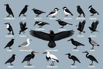 Flat vector bird silhouettes, woodpecker, lark, sparrow, blue tit, goldcrest, swallow, cuckoo, kingfisher, eagle, stork, heron, nature design © MstFerdushe