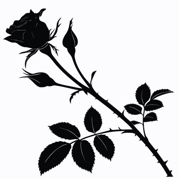 black and white lapageria roses
