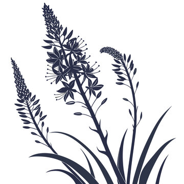 eremurus silhouette on white background