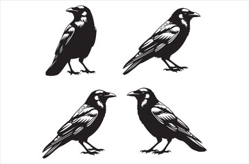 Fototapeta premium Four black ravens depicted in a simple graphic style illustration