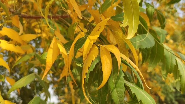 Azadirachta Indica (Neem) tree with yellow leaves in summer season