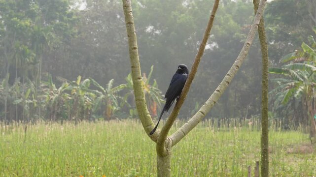 Black Drongo Perched on Tree Branch in Field