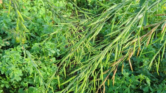 Lush Green Mustard Crop with Developing Pods