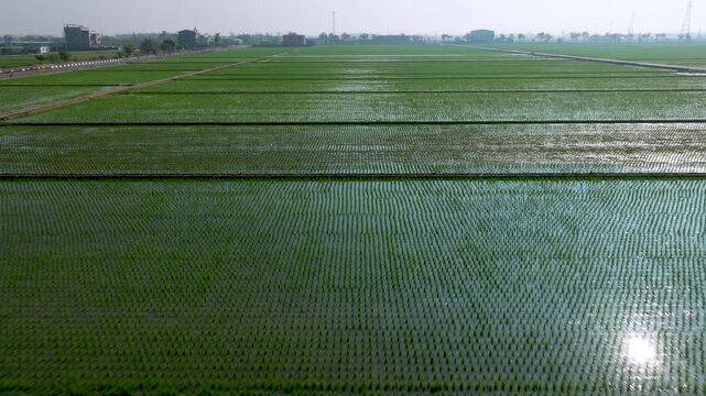 Aerial drone view field of green crops at Spring,Taiwan.