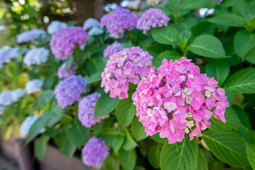 Obraz premium 紫陽花_02