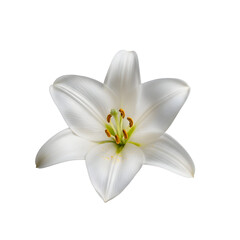 Obraz premium Stunning white lily flower with delicate petals and golden stamens
