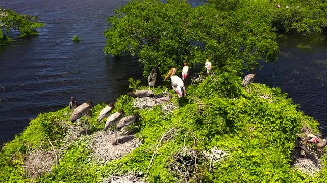 Aerial view of Bird nests among the lake in the reserve. Kumana National Park. Sri Lanka.