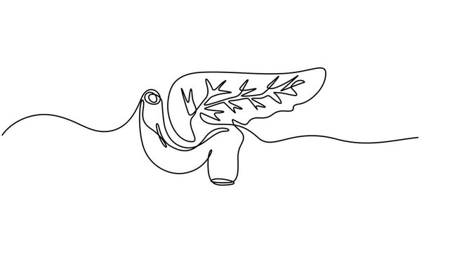 Human pancreas one line art. Continuous line drawing of human, internal, organs, pancreas, full length animation video, motion graphic, one line art Pancreas vector illustration. line art, one minimal