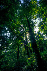 Fototapeta premium Sunlight filters through a dense green forest canopy in Georgia, showcasing vibrant foliage, tall trees covered in ivy, and a serene natural landscape during summer. 